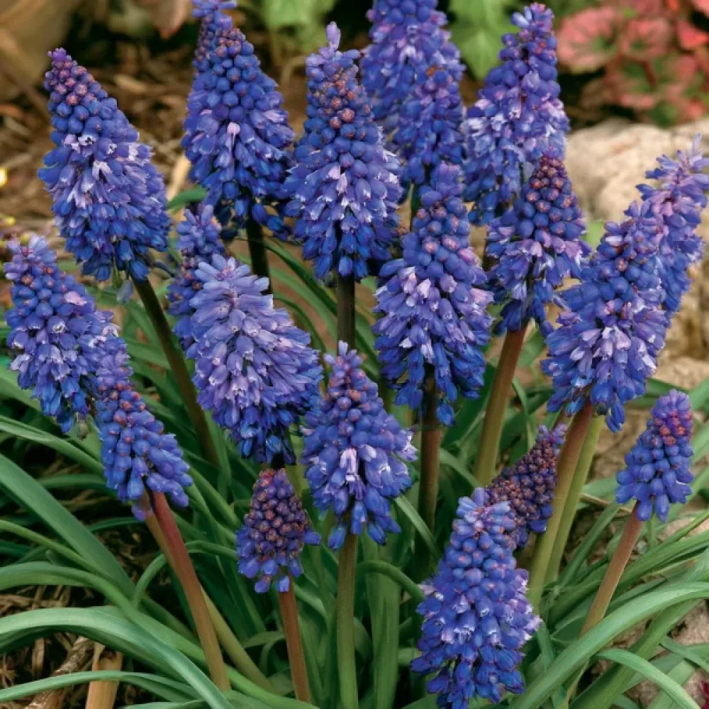 Muskari Blue Spike Armeniacum (plavi)
