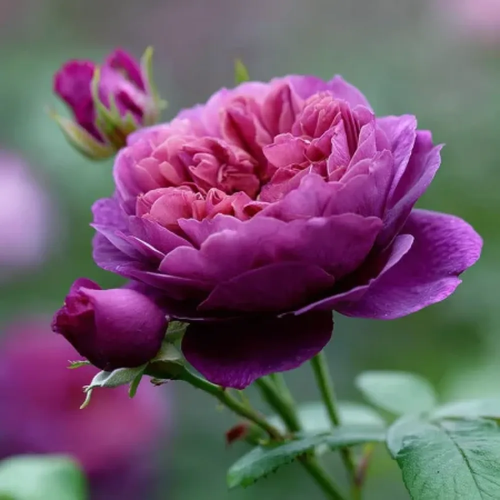 Ruža Purple Harmony (purpurna) - golog korijena