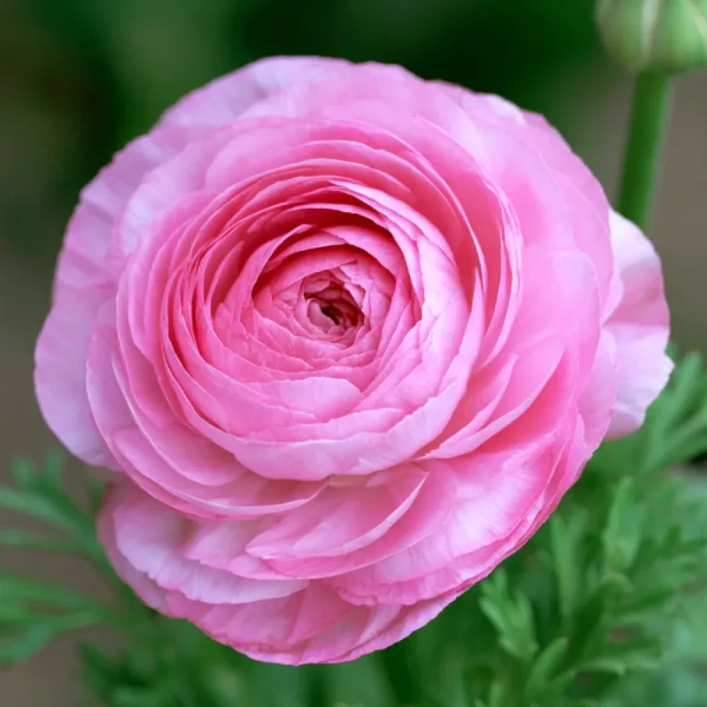 Ranunkulus Pink Tomer (ružičasti)