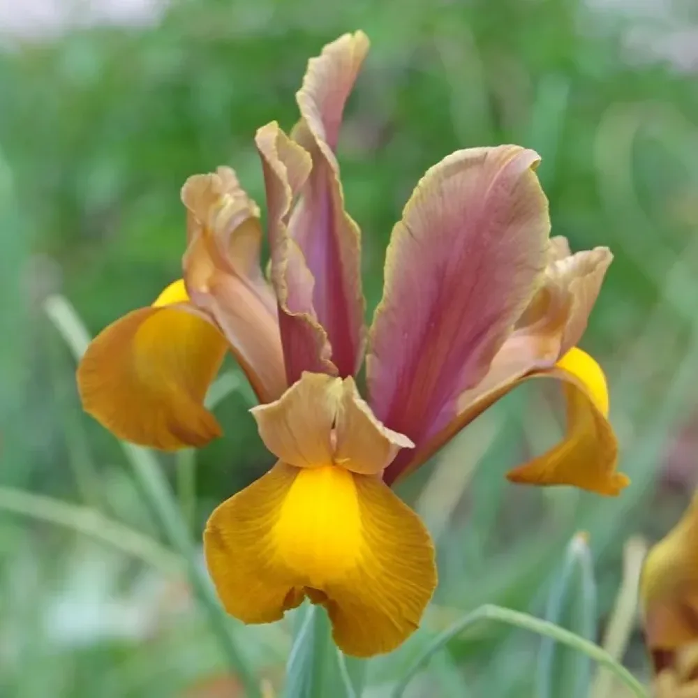 Iris Bronze Perfection (brončani)