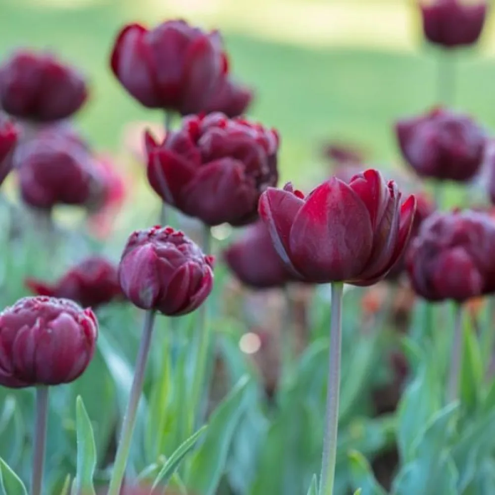 Tulipan Uncle Tom (tamni)