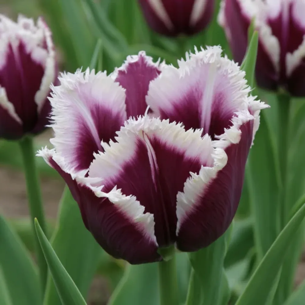 Tulipan Rimini (ljubičasti)