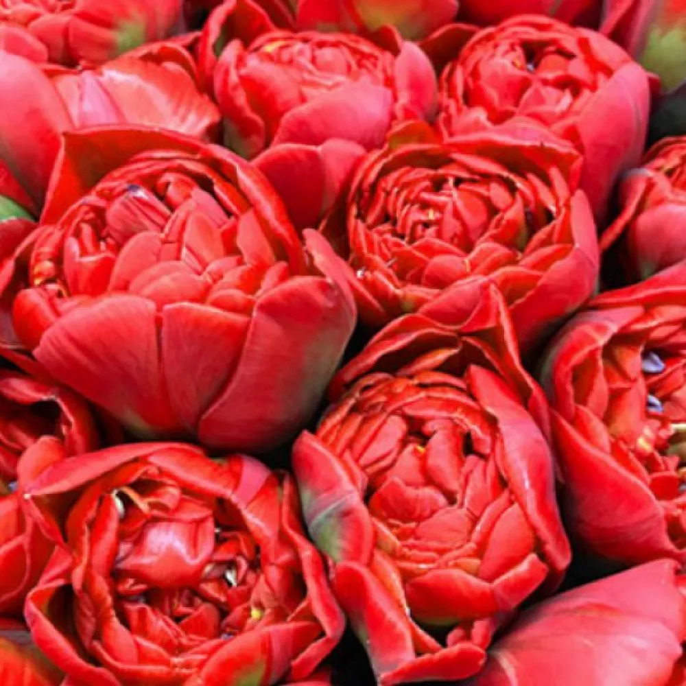 Tulipan Miranda (grimizni)