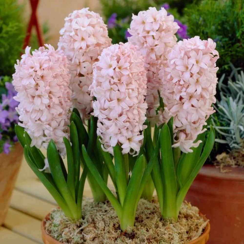 Zumbul China Pink (ružičasti)