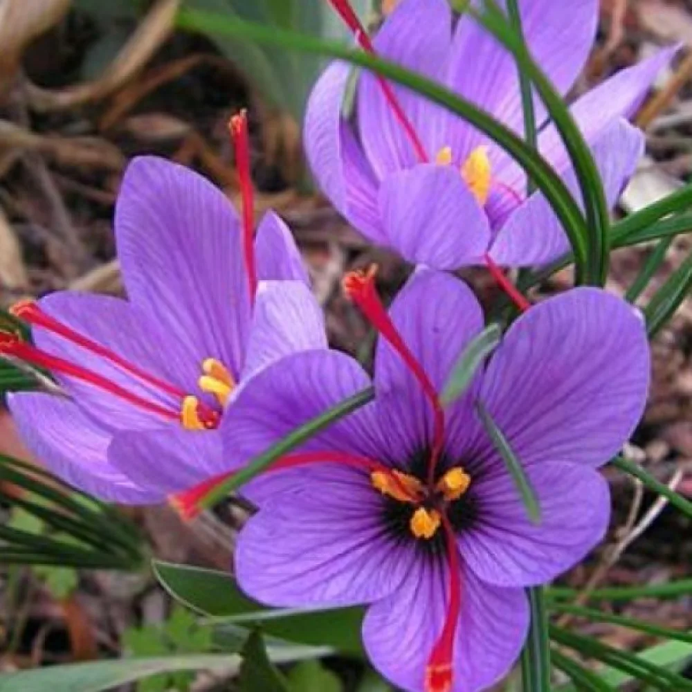 Šafran Sativus Organic (začinski)