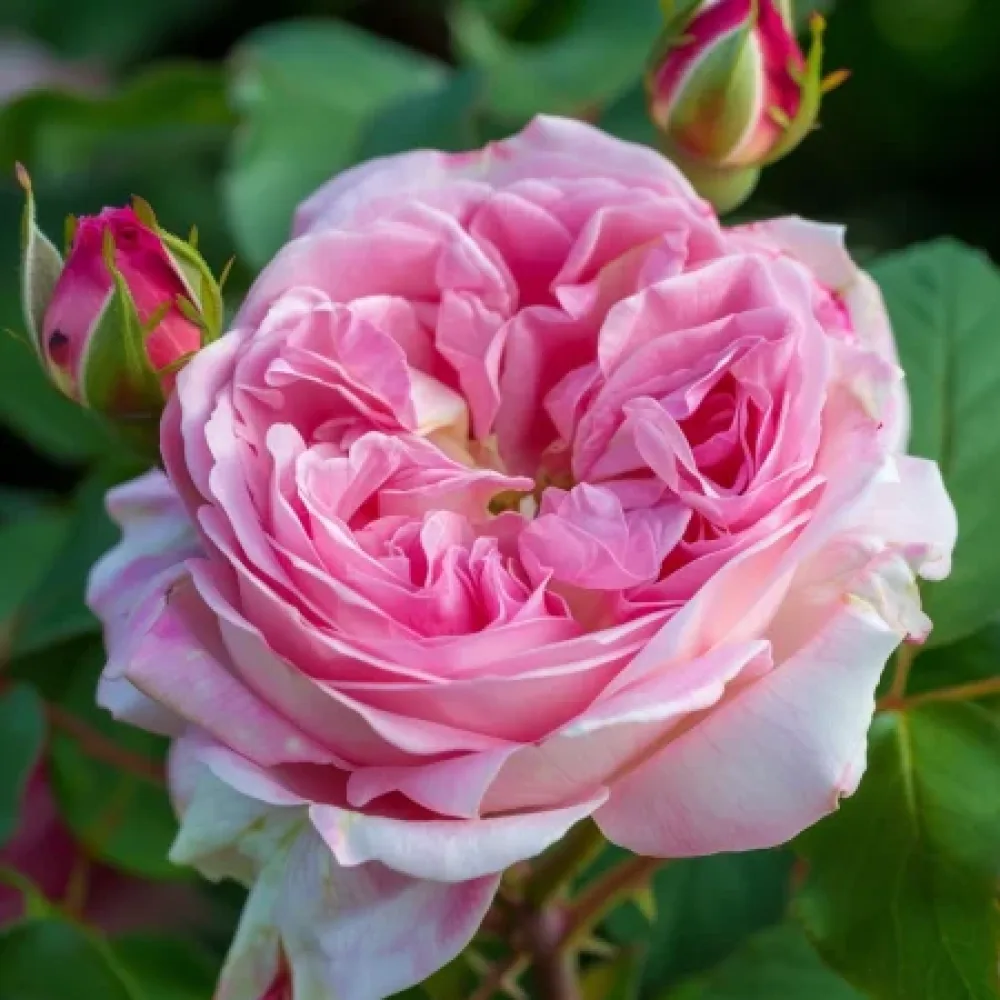 Ruža Pink Sentinel (ružičasta) - golog korijena