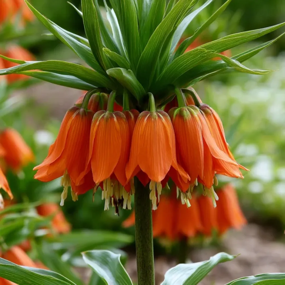 Kockavica Aurora Imperialis (narančasta)