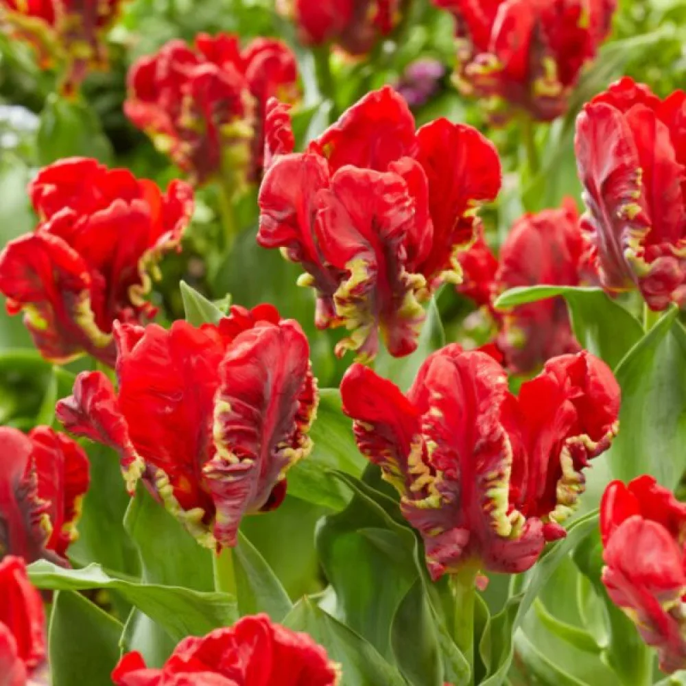 Tulipan Seadov parrot (zeleni papigasti)