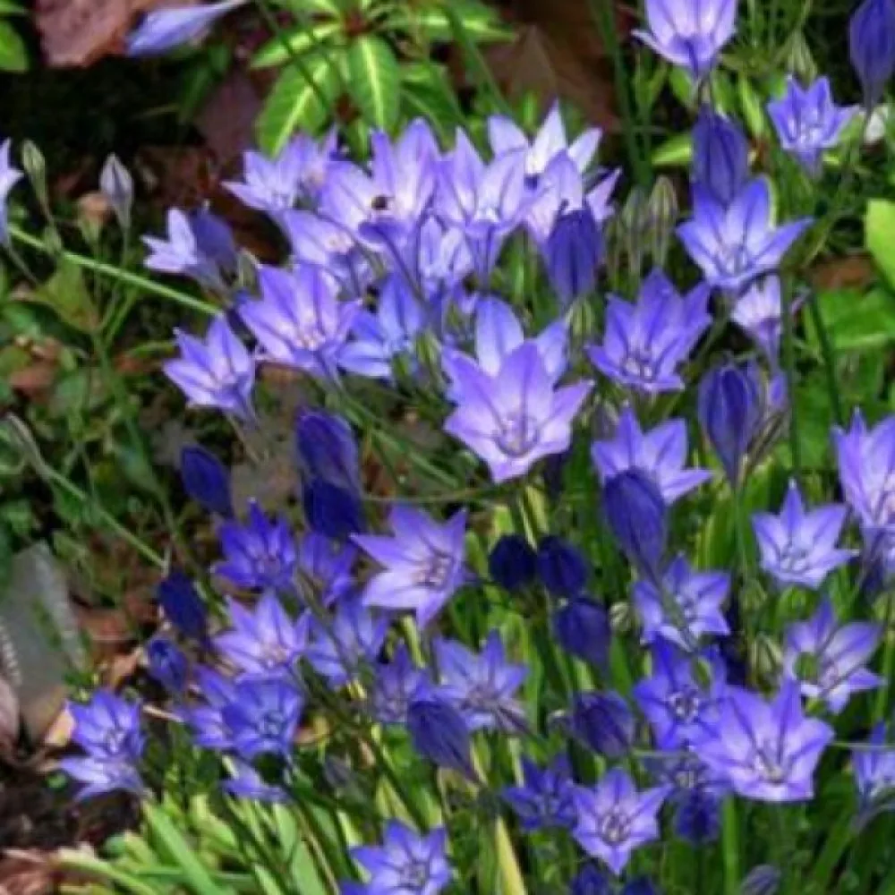 Triteleja Corrina