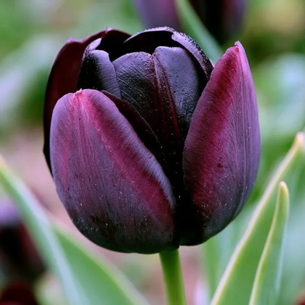 Tulipan Paul Scherer (crni)