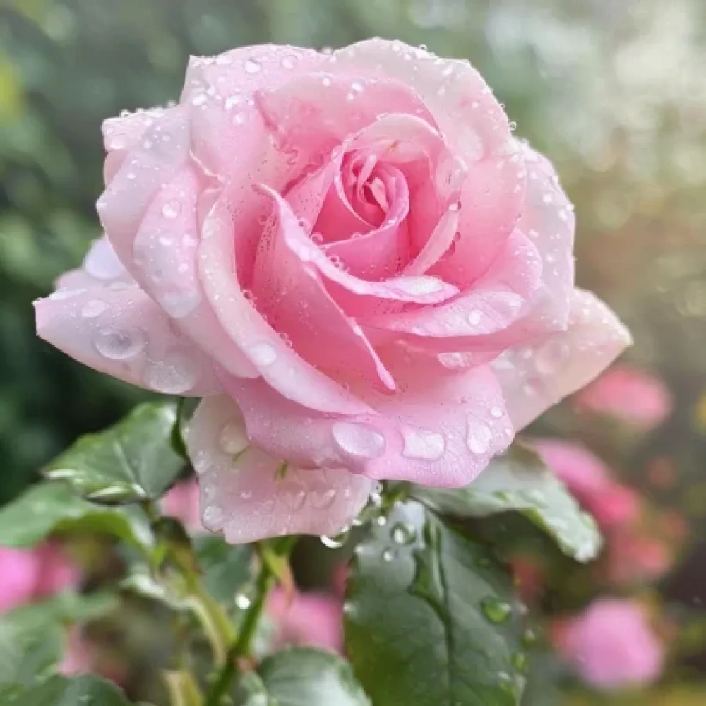 Ruža Pink Benedict (ružičasta) - golog korijena