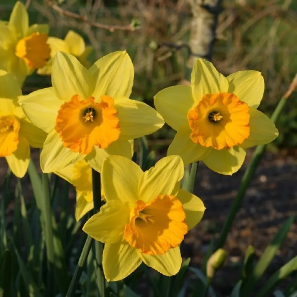 Narcis Fortune (narančasti)