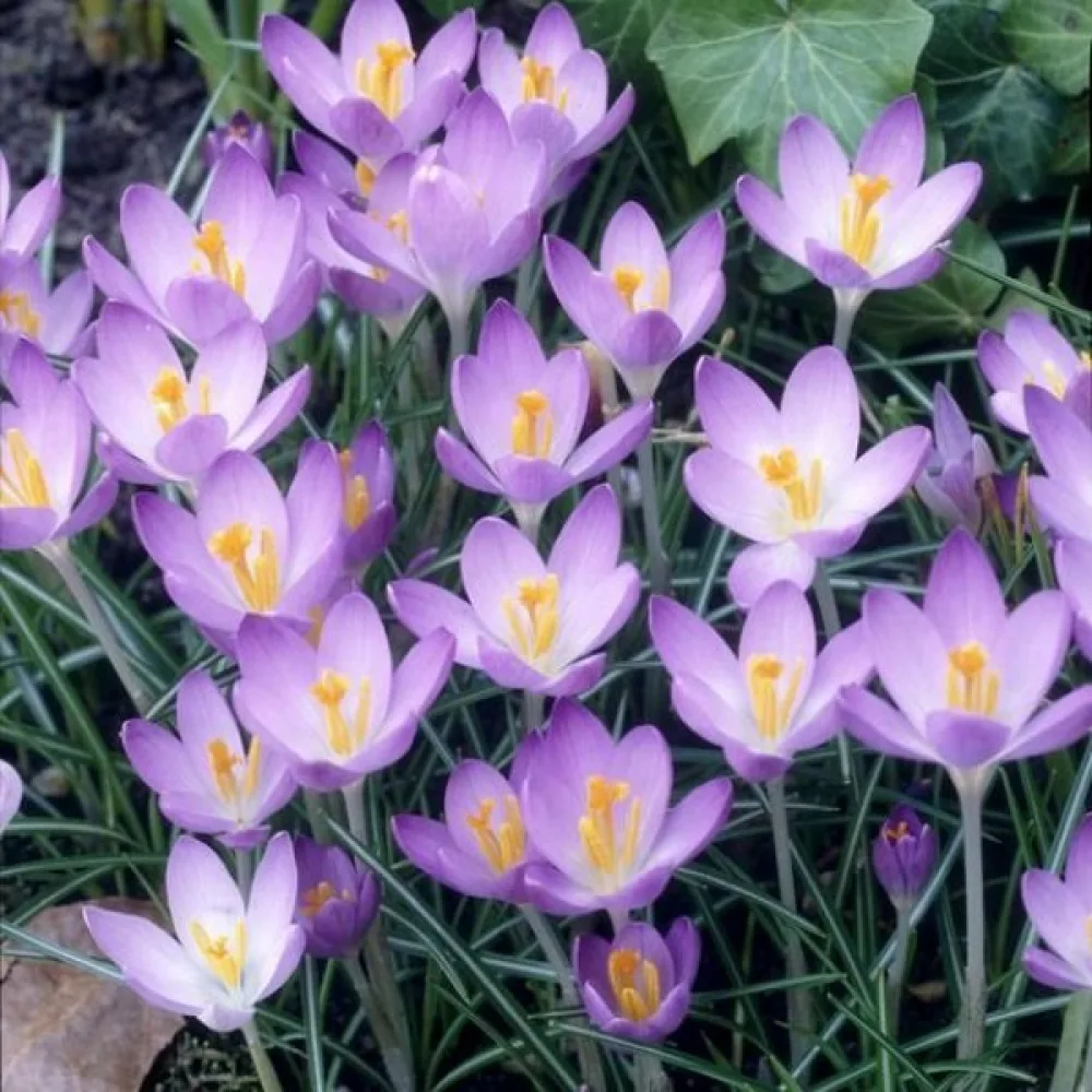 Šafran Barrs Purple Tommasianus (ljubičasti)