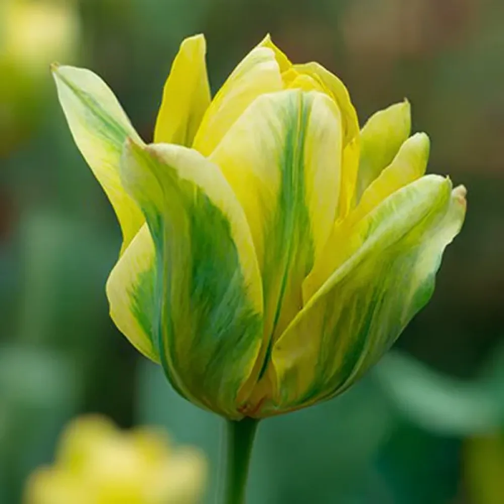 Tulipan Formosa (žuti)