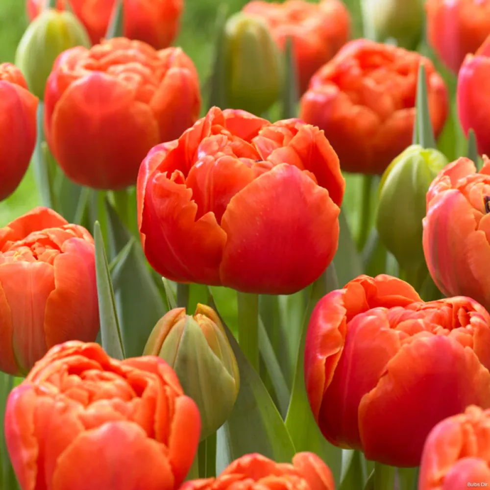 Tulipan Icoon (zeleni)