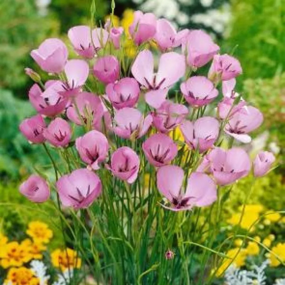 Kalohortus Cupido (nježni)