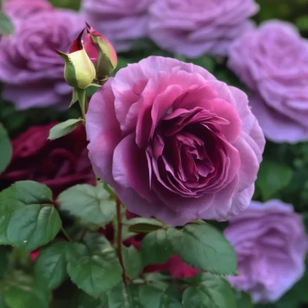 Ruža Magenta Temptation (magenta) - golog korijena