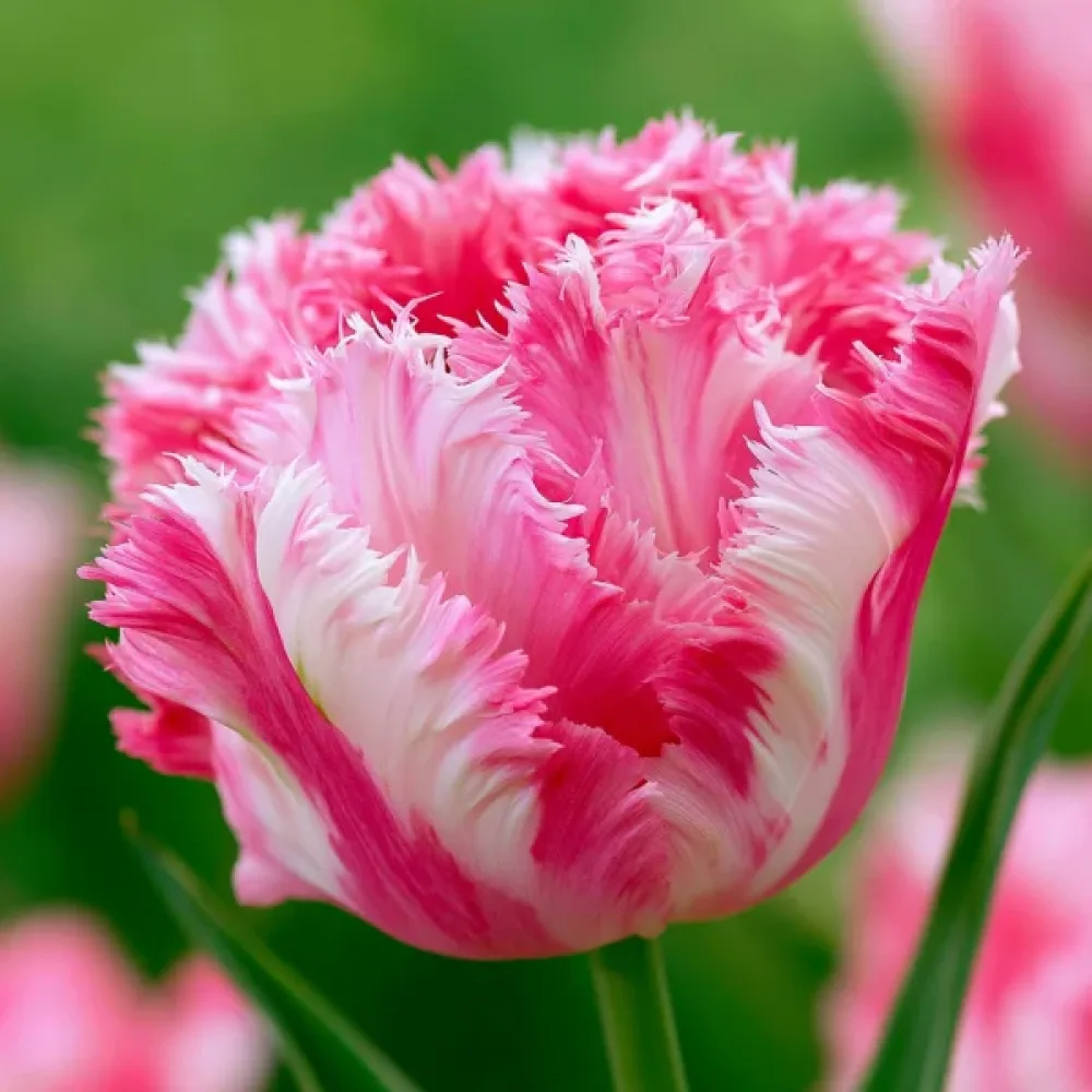 Tulipan Crispion Sweet (krem)