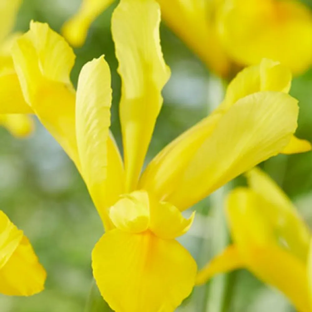 Iris GOLDEN HARVEST (zlatni)