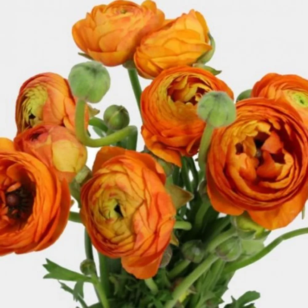 Ranunkulus orange (narančasti)