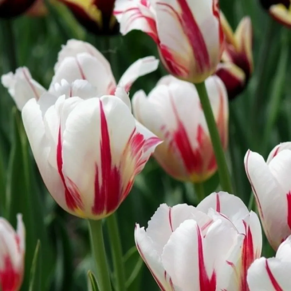 Tulipan Salsa (dvobojni)