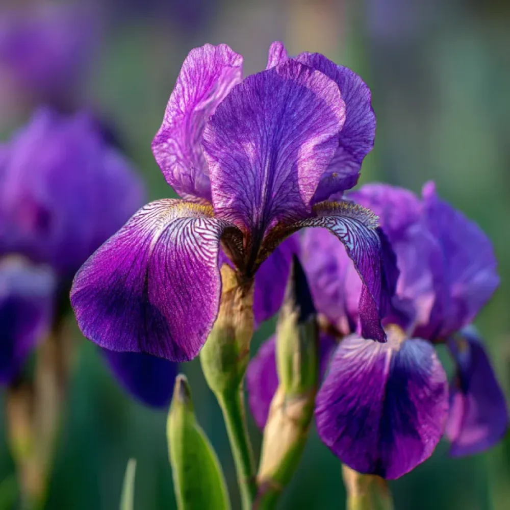 Iris Discovery Purple (ljubičasti)