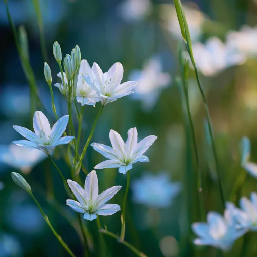 Triteleja Hyacinthina (ljubičasta)