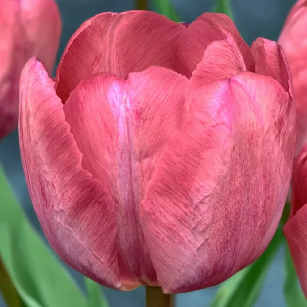 Tulipan Taiwan (ružičasti)