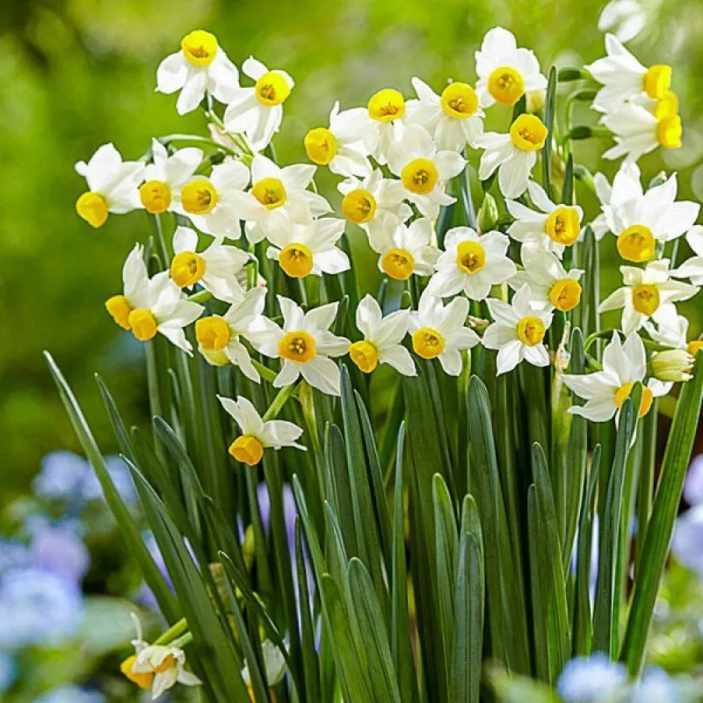 Narcis Canaliculatus (žuti)