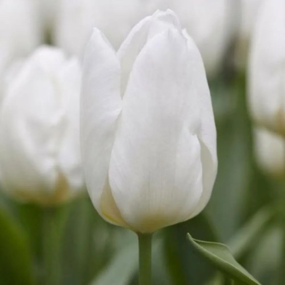 Tulipan White prince (bijeli)