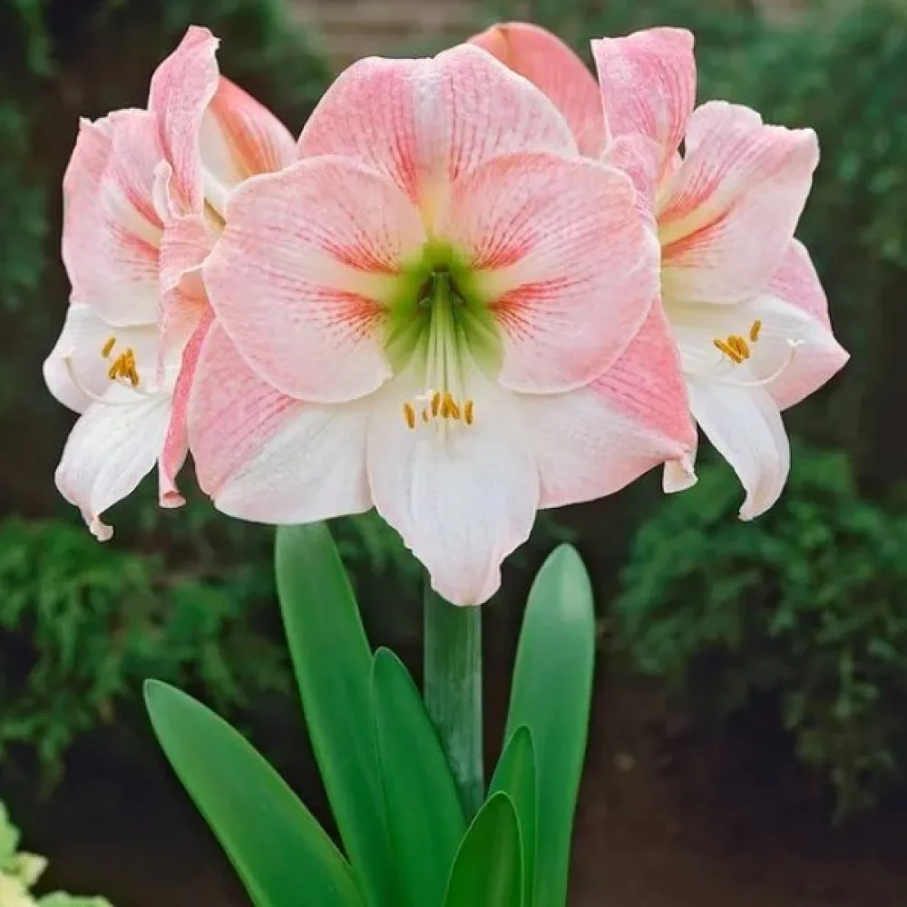 Amarilis Appleblossom (cvijet jabuke)