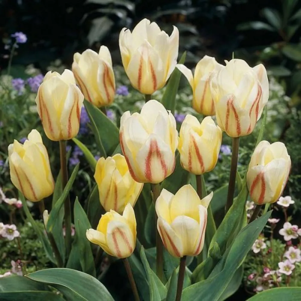 Tulipan White Fire (bijeli)
