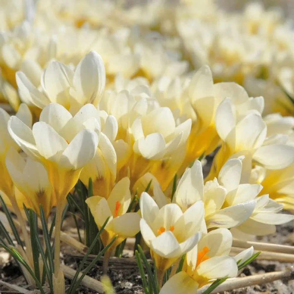 Krokus Cream beauty (krem)