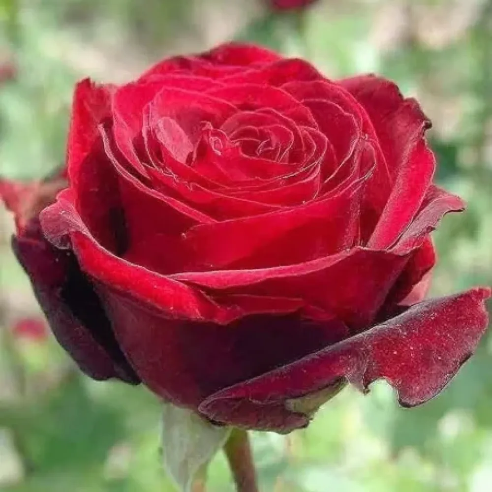 Ruža Ruby Eternity (rubin crvena) - golog korijena