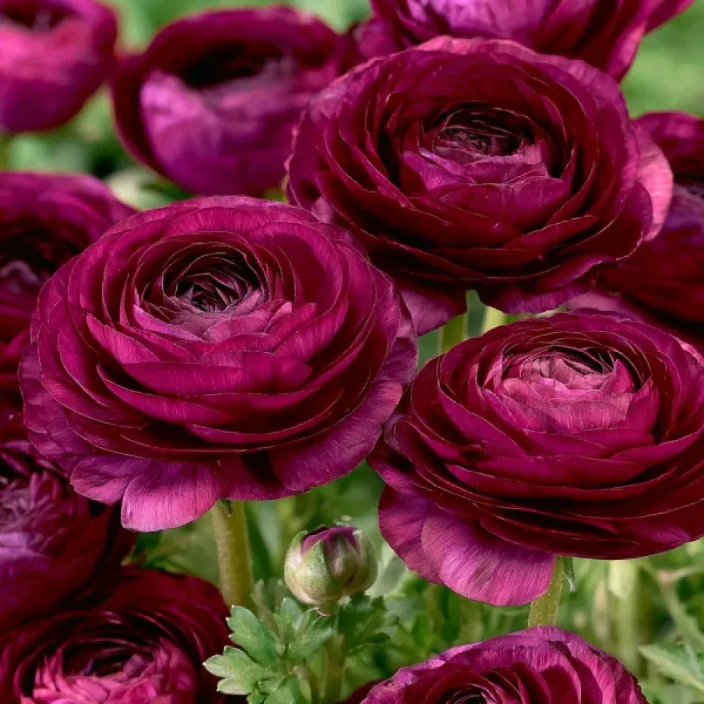Ranunkulus Purple Tomer (ljubičasti)