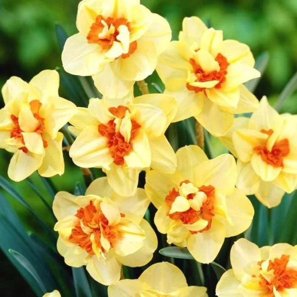 Narcis Double Fashion (puni)