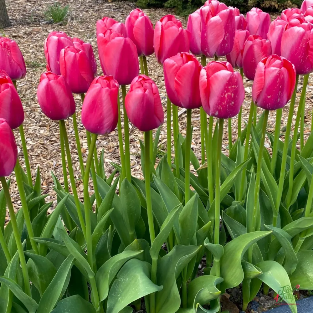 Tulipan Pink Pride (ružičasti)