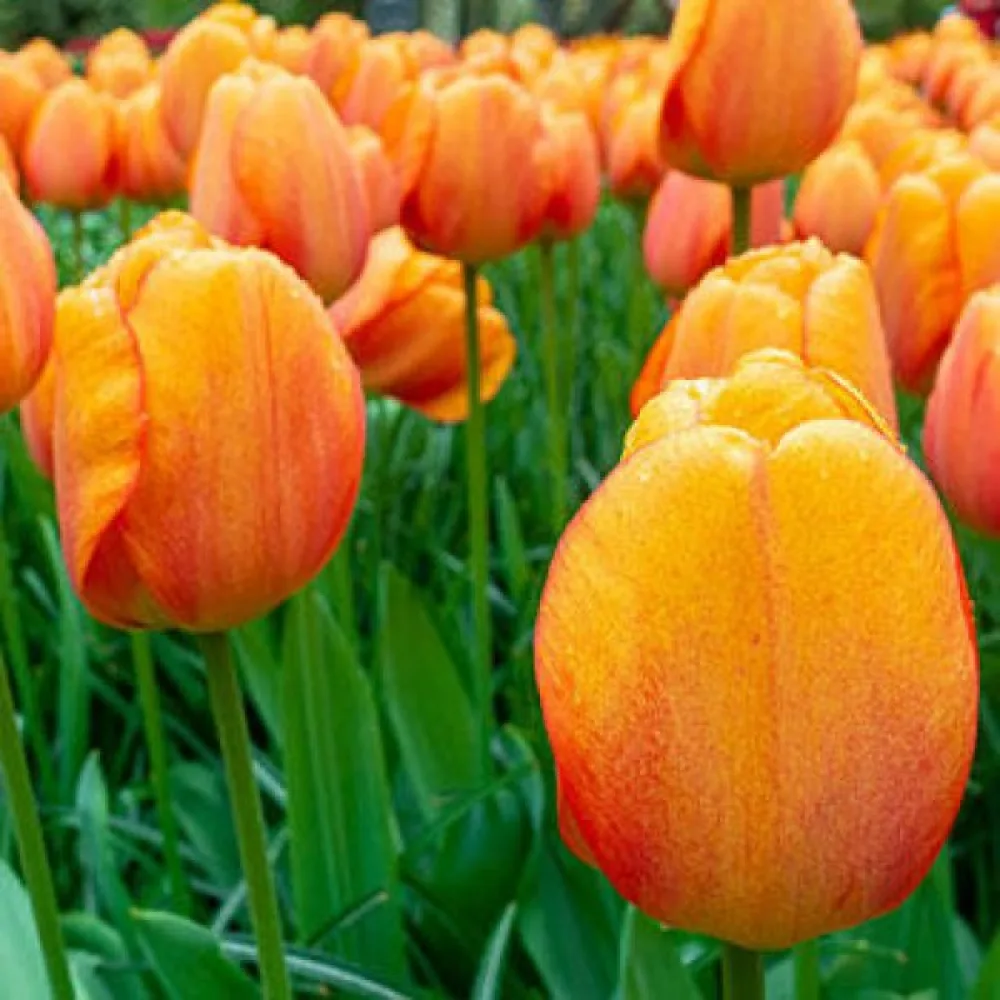 Tulipan Blushing Apeldoorn (ružičasti)