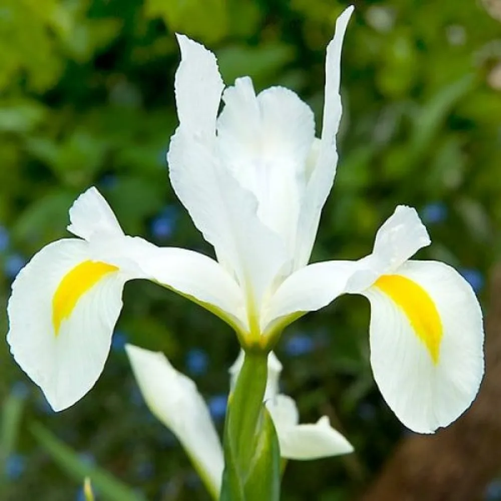 Iris White Van Vliet (bijeli)