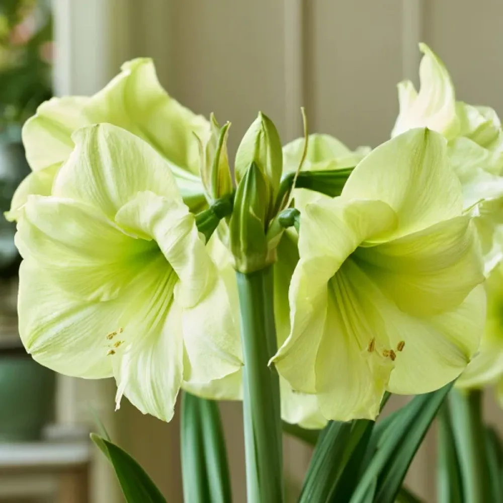 Amarilis Luna (žuti)