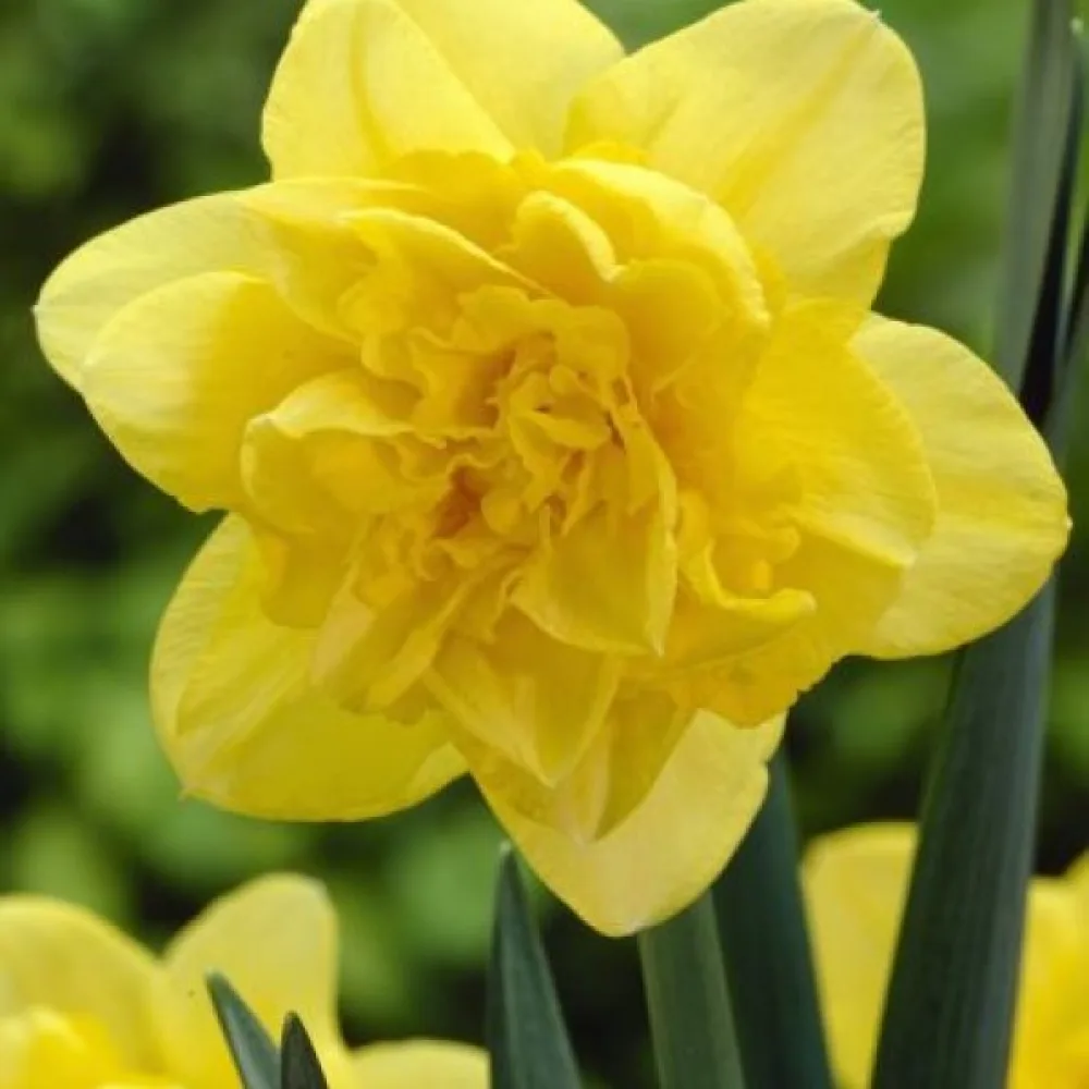 Narcis Dick Wilden (žuti)