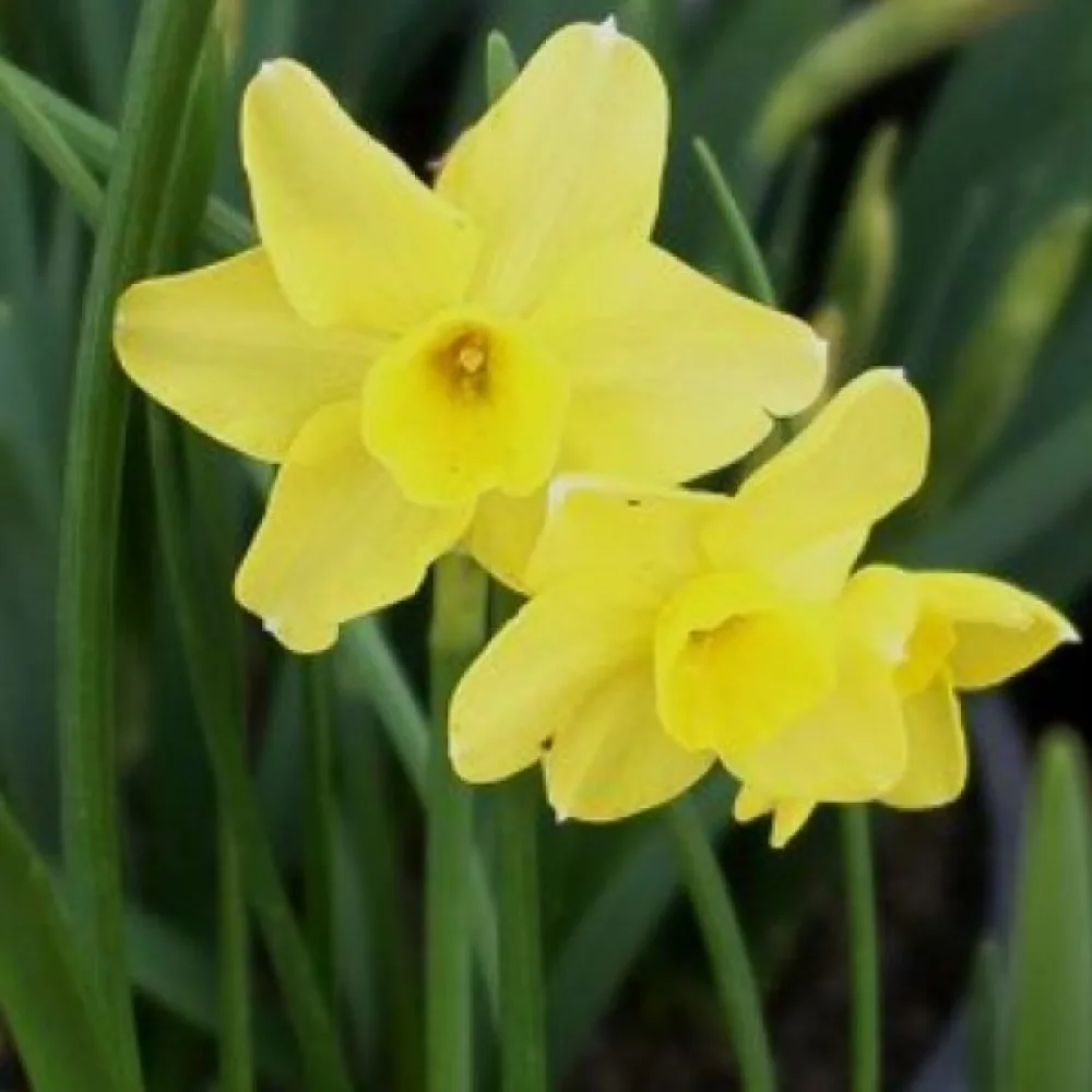 Narcis Sabrosa