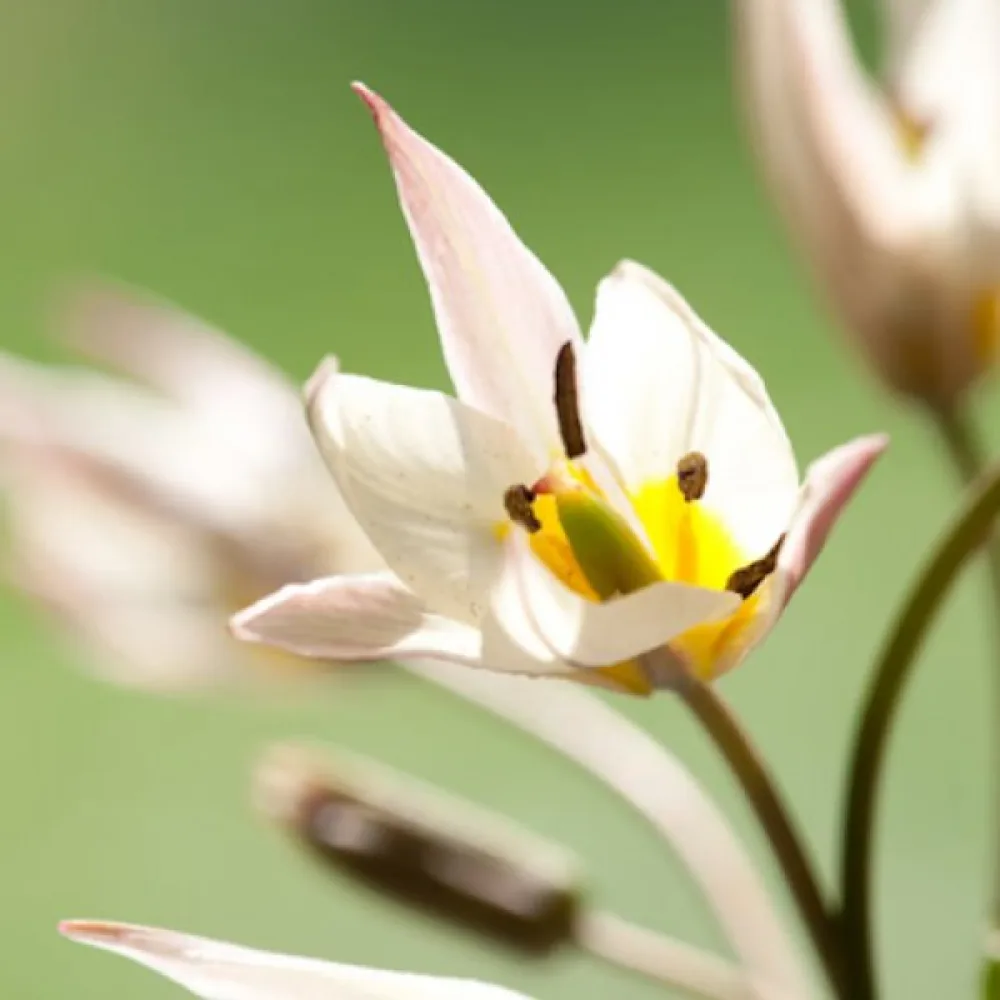 Tulipan Turkestanica (kremasti)