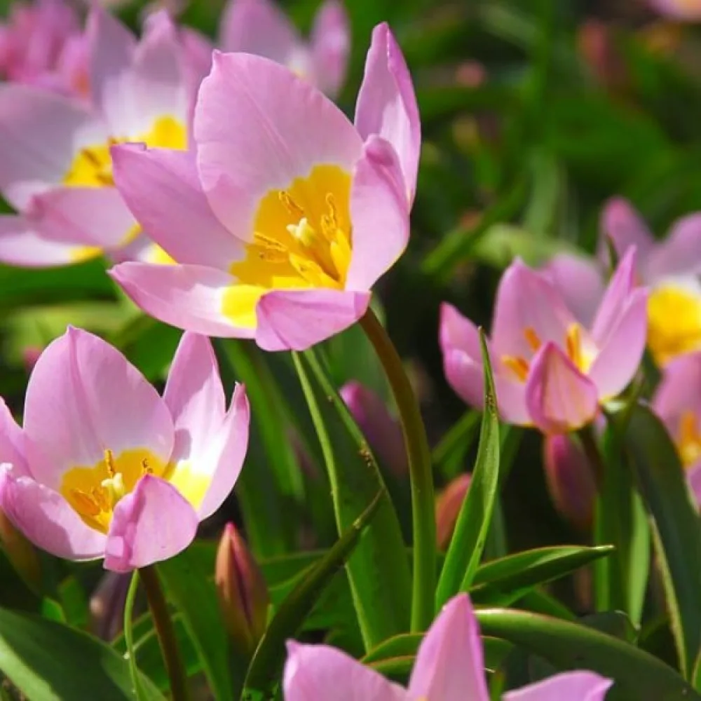 Tulipan Saxatilis (ružičasti)