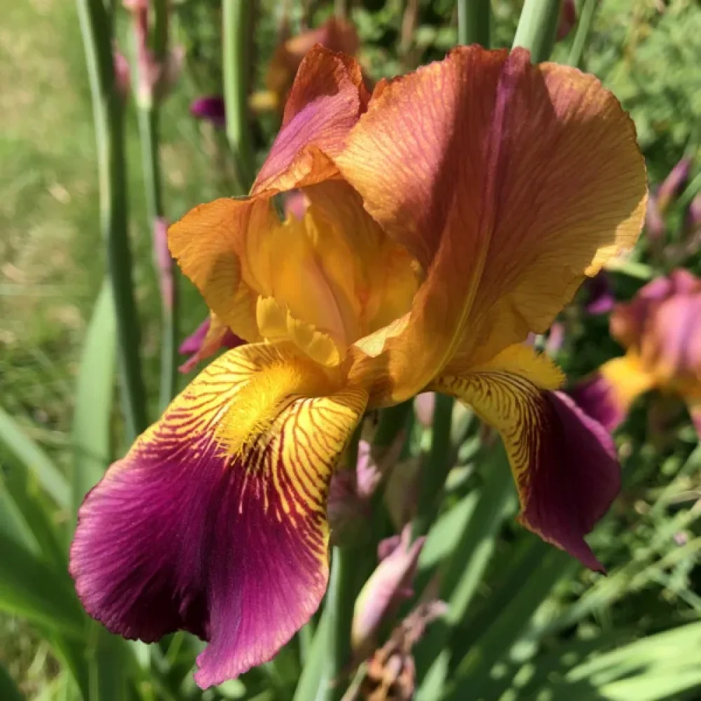 Iris Lion King Hollandica (žuti)