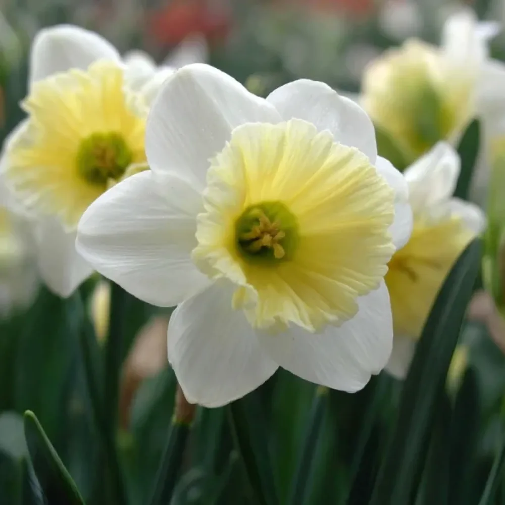 Narcis Sailboat (kremasti)