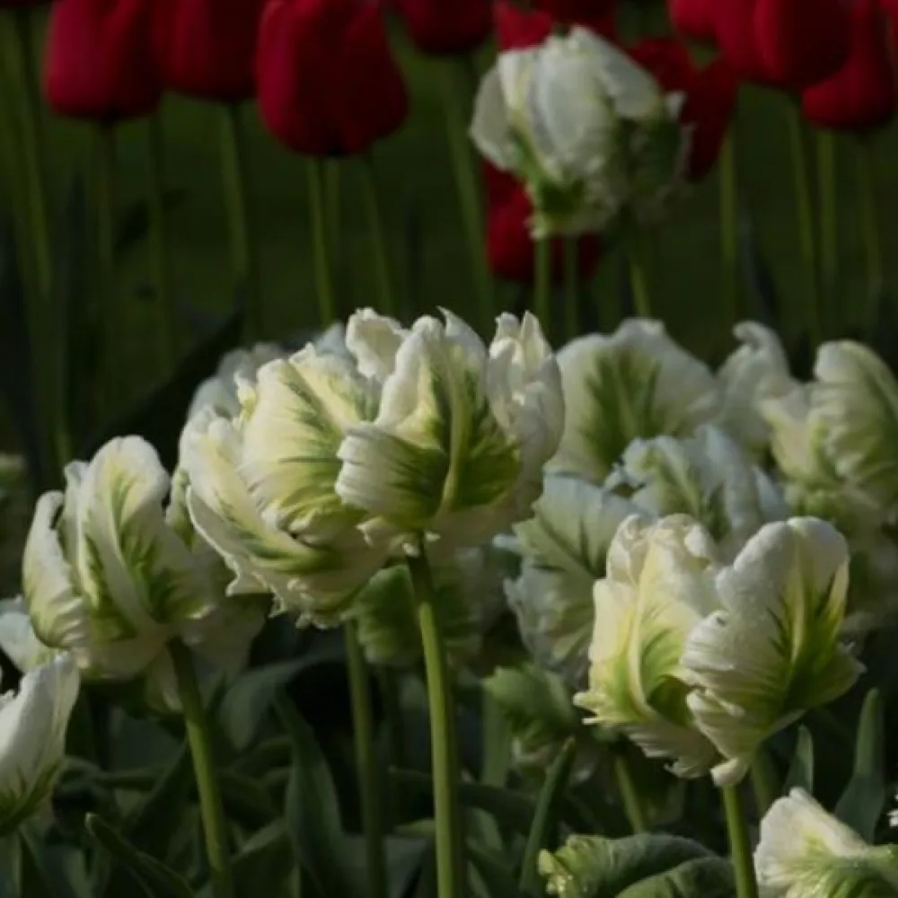 Tulipan Super parrot
