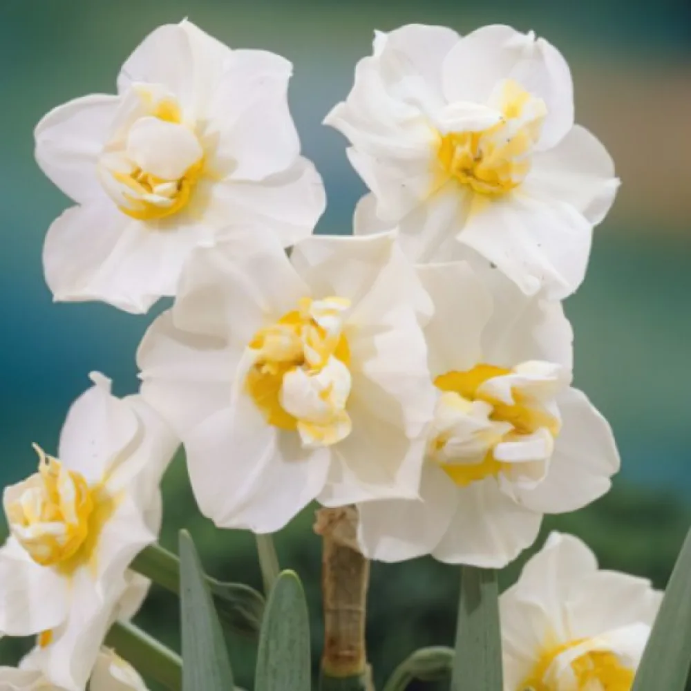 Narcis White Cheerfulness (bijeli)