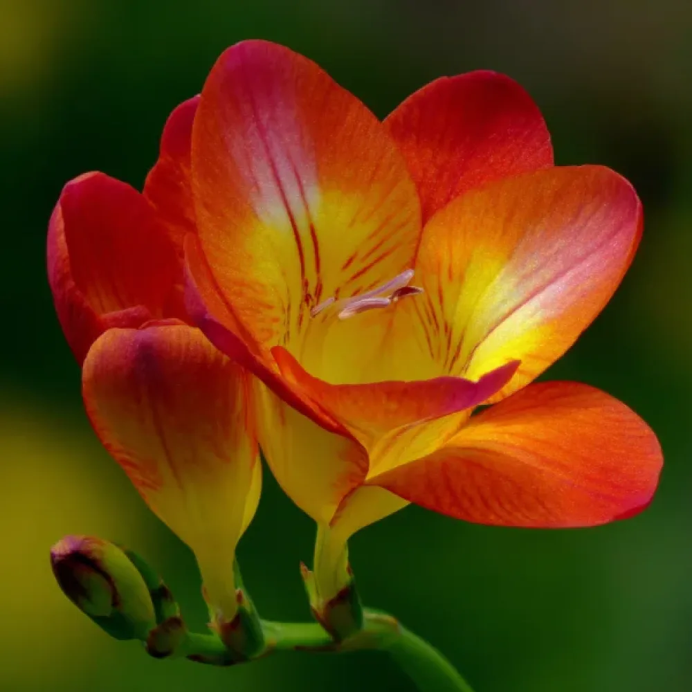 Frezija Orange Single (narančasta)