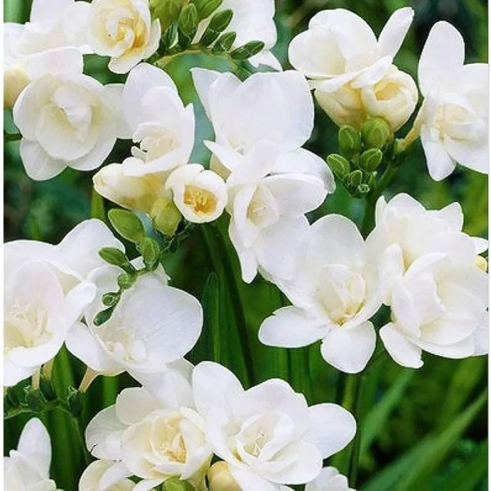 Frezija Double white (bijela puna)